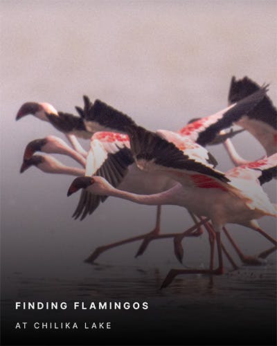 Finding Flamingos
