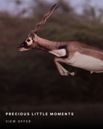 Precious little moments